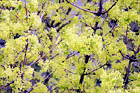 Close Up of a Tree in Bloom digital painting