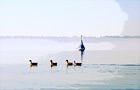 Ducks & Sailboat digital painting