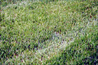 Green Grass digital painting