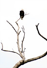 Bald Eagle Sitting on Tree Branch digital painting