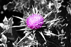 Purple Flower in Black and White digital painting