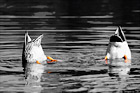 Ducks Feet in Orange digital painting