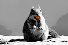 Color Cracker Jack in Squirrel's Mouth digital painting