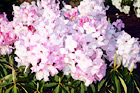 Light Pink Flowers digital painting