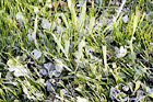 Frost on Grass digital painting