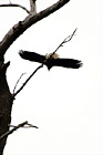 Bald Eagle Flying off a Tree digital painting