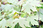 Close Up of Maple  Leaves digital painting