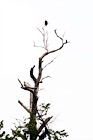 Eagle on Top of Tree digital painting