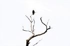 Eagle Sitting on a Branch digital painting
