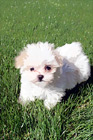 Maltese Puppy Laying on Grass digital painting