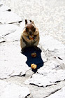 Squirrel Eating a Cracker Jack digital painting
