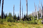 Forest Near Mt. St. Helens digital painting