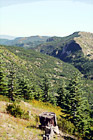 Forest & Mt. Baker in Distance digital painting