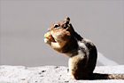 Profile Shot of Squirrel Eating digital painting