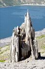 Old Stump in Ground digital painting