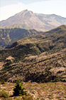 New Growth & Mt. Saint Helens digital painting