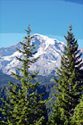 Two Evergreen Trees & Mt. Rainier digital painting