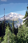 Evergreen Trees, Blue Sky  & Mt. Rainier digital painting