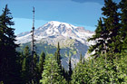 Mt. Rainier & Evergreen Trees Up Close digital painting