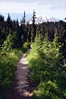 Trail Leading to Mt. Rainier digital painting