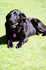 Black Lab Panting in Sunshine digital painting