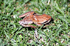 Brown Frog in Grass digital painting
