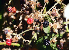 Berries Close Up digital painting