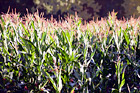 Corn Crop at a Farm digital painting