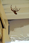 Brown Striped Spider digital painting