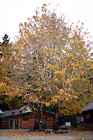 Fall Tree With Yellow Leaves digital painting