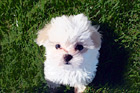 Maltese Puppy Looking up at Camera digital painting