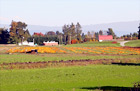 Pumpkin Patch in a Field digital painting