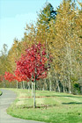 Autumn Sidewalk Trees digital painting