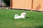 Maltese Puppy Laying on Grass digital painting