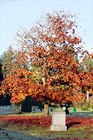Autumn Tree in Graveyard digital painting