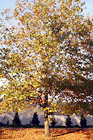 Autumn Maple Tree digital painting