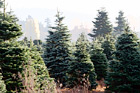 Christmas Trees Outside digital painting