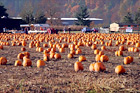 Pumpkin Farm digital painting