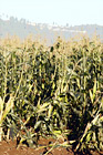 Corn Crops Growing in a Field digital painting