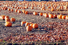 Rows of Pumpkins on Farm digital painting