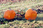 Pumpkins on Grass digital painting