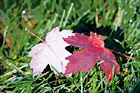 Leaves on Grass Close Up digital painting