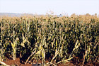 Rows of Corn Stalks digital painting