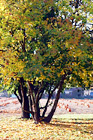 Autumn Tree & Pumpkin Farm digital painting