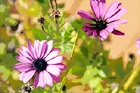 Purple Flowers Up Close digital painting