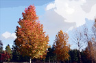 Fall Trees & Blue Sky digital painting