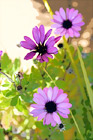 Scenic Purple Flowers digital painting