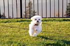 Maltese Puppy Sprinting to the Camera digital painting