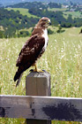 Profile of a Hawk digital painting