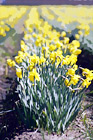 Daffodils Row digital painting